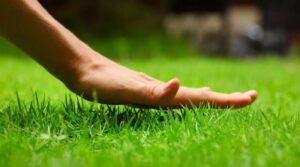 OK Info Turf: Your Guide to Lawn Care and Maintenance